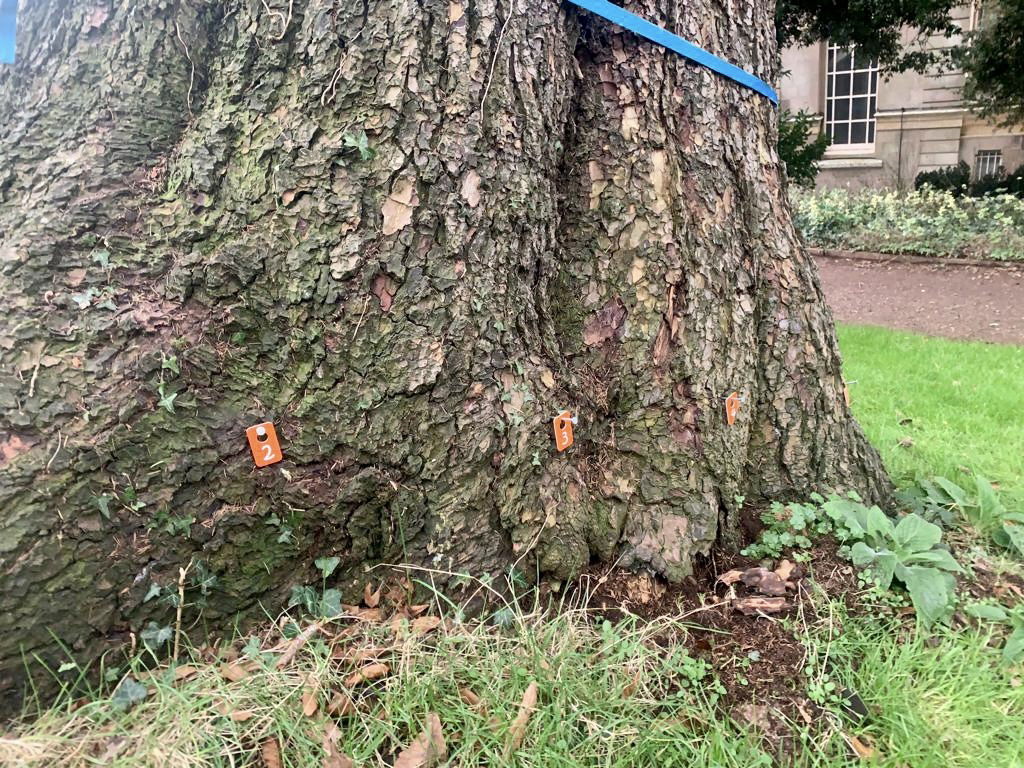 The base of Hestercombe's beloved leaning tree