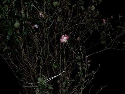 Sarah Jones, The Rose Gardens (Display) (VII), 2014, C-type print, © Sarah Jones, courtesy Maureen Paley, London.