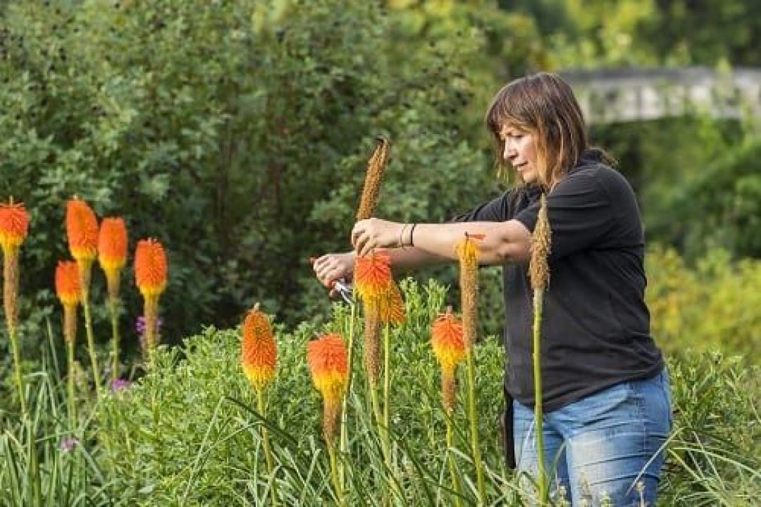 Head Gardener Claire keeping the 'red hot pokers' tidy (but not too tidy)