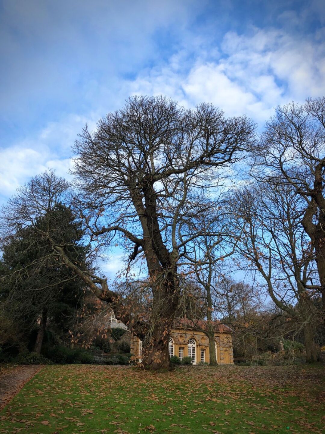 Sweet chestnut Orangery Lawn Hestercombe National Tree Week