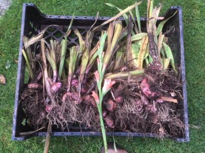 Gladioli corms