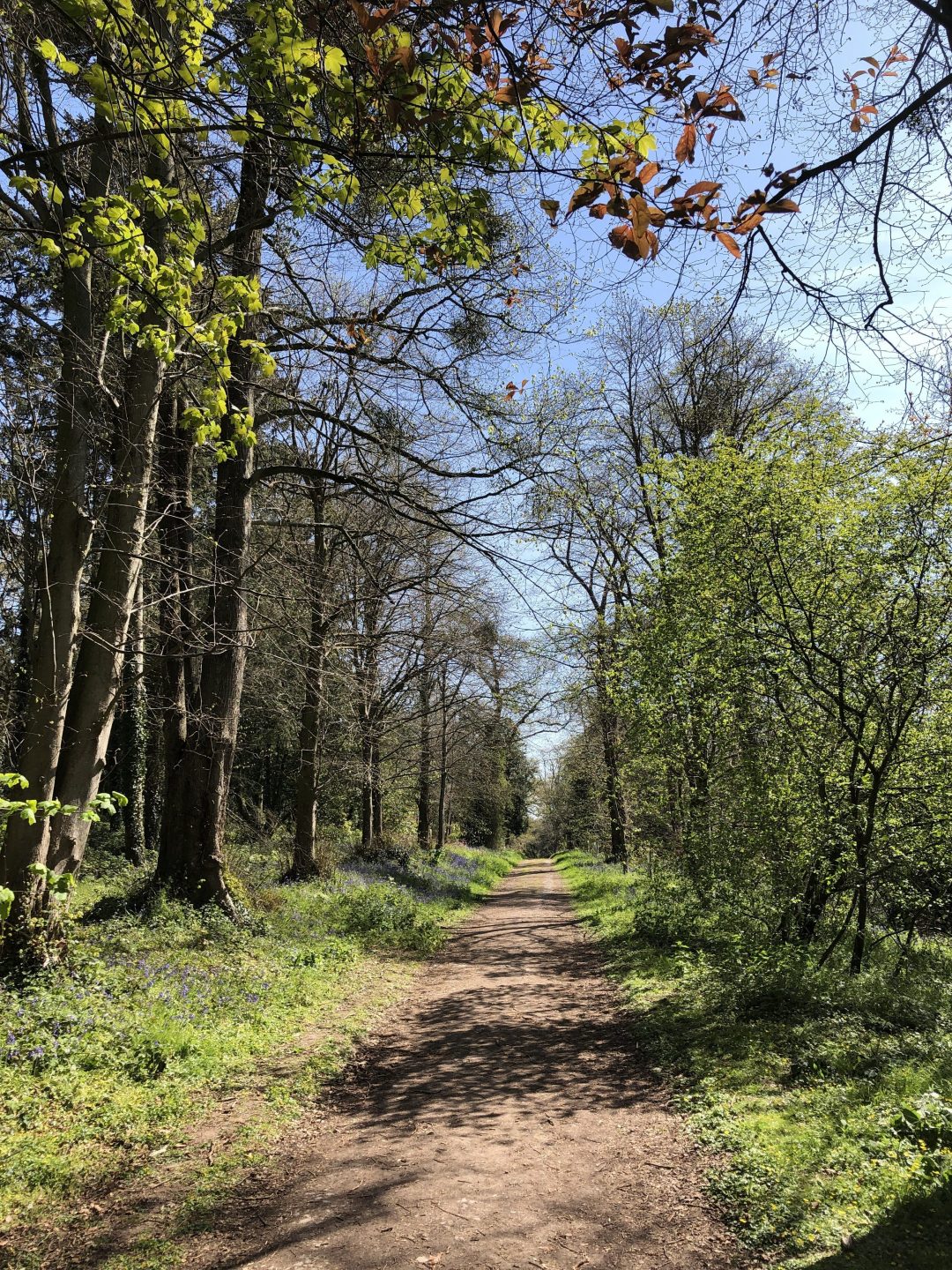 Lime Avenue Gotton Copse Bluebells IMG 7666