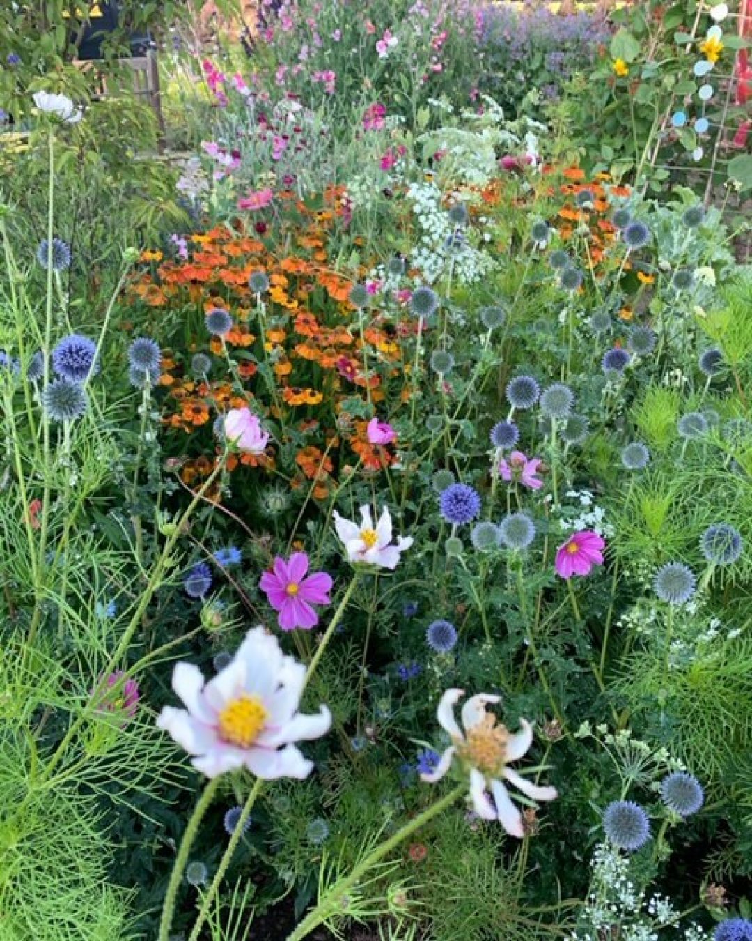 Flower beds clairegreensladeblog hestercombe