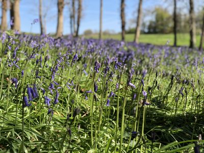 Bluebells Gotton Copse Hestercombe