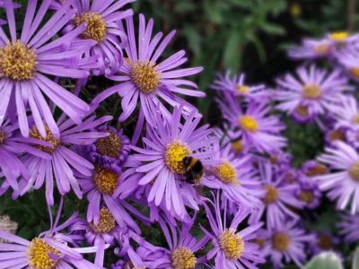 Autumnplants asters hestercombe 1280x1707