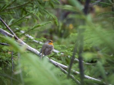 Big garden birdwatch hestercombe web 2