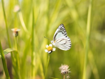 Encourage wildlife into garden hestercombe satria bagaskara 1134982