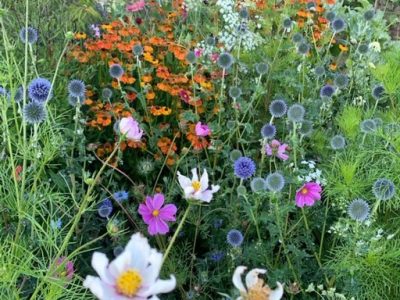 Flower beds clairegreensladeblog hestercombe