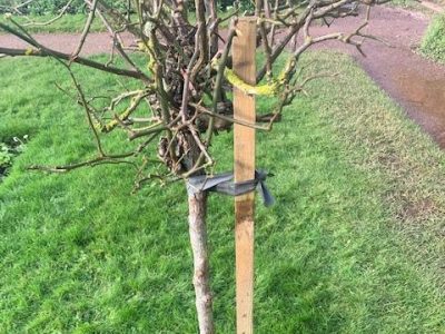 Green ideas bicycle tyres inner tubes planting trees hestercombe IMG 5356