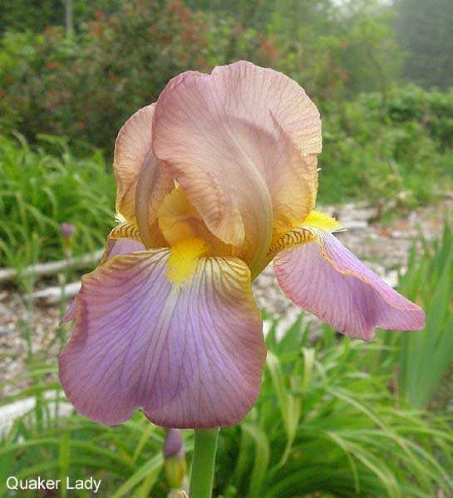 Quaker Lady iris