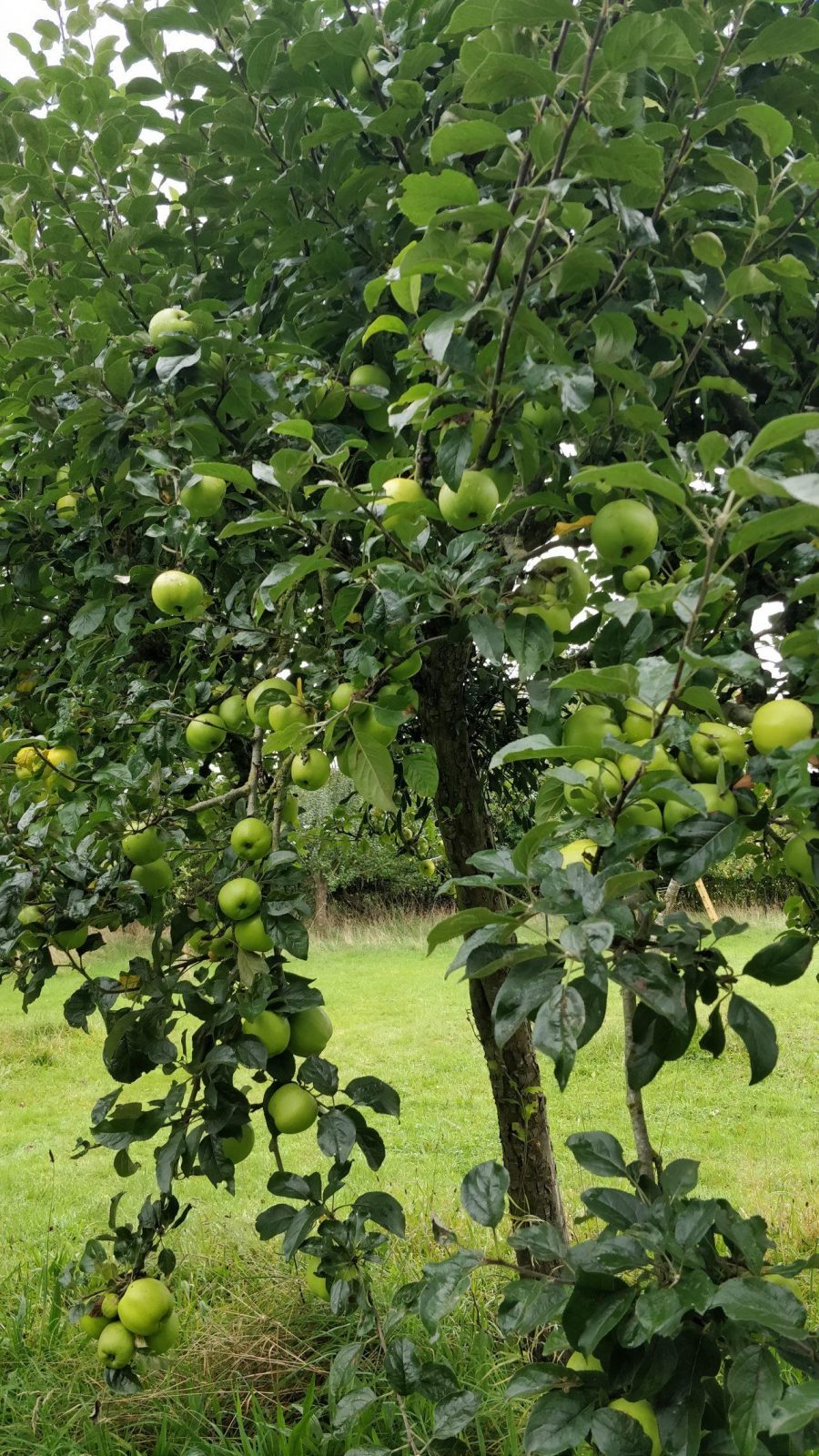 bramley apples