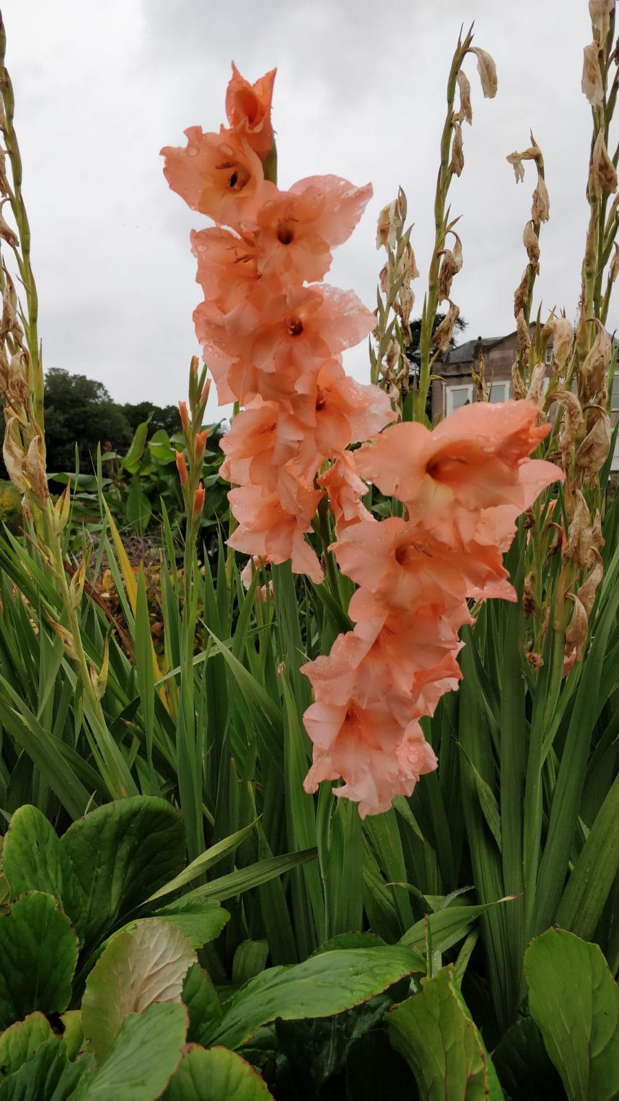 gladioli