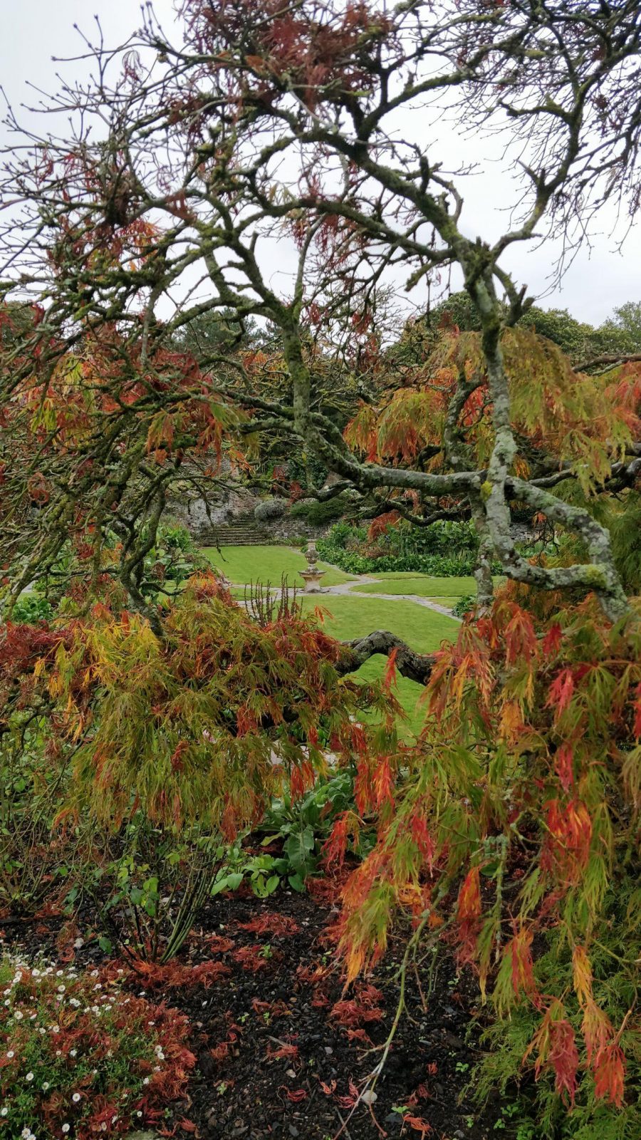 japanese acer