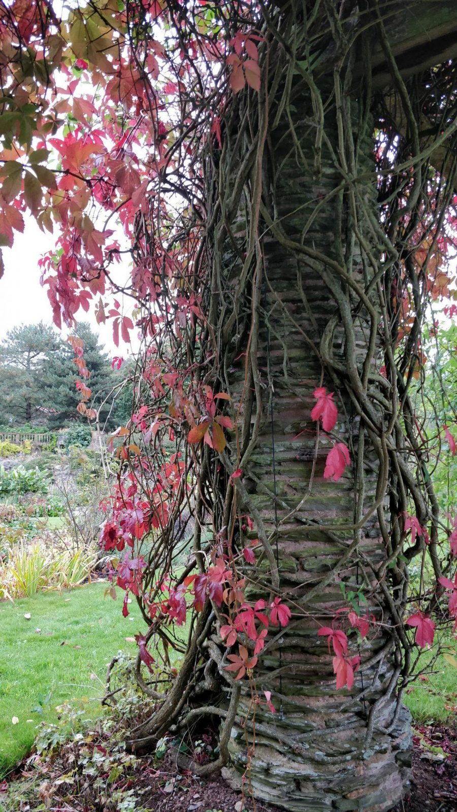 vines on the pergola