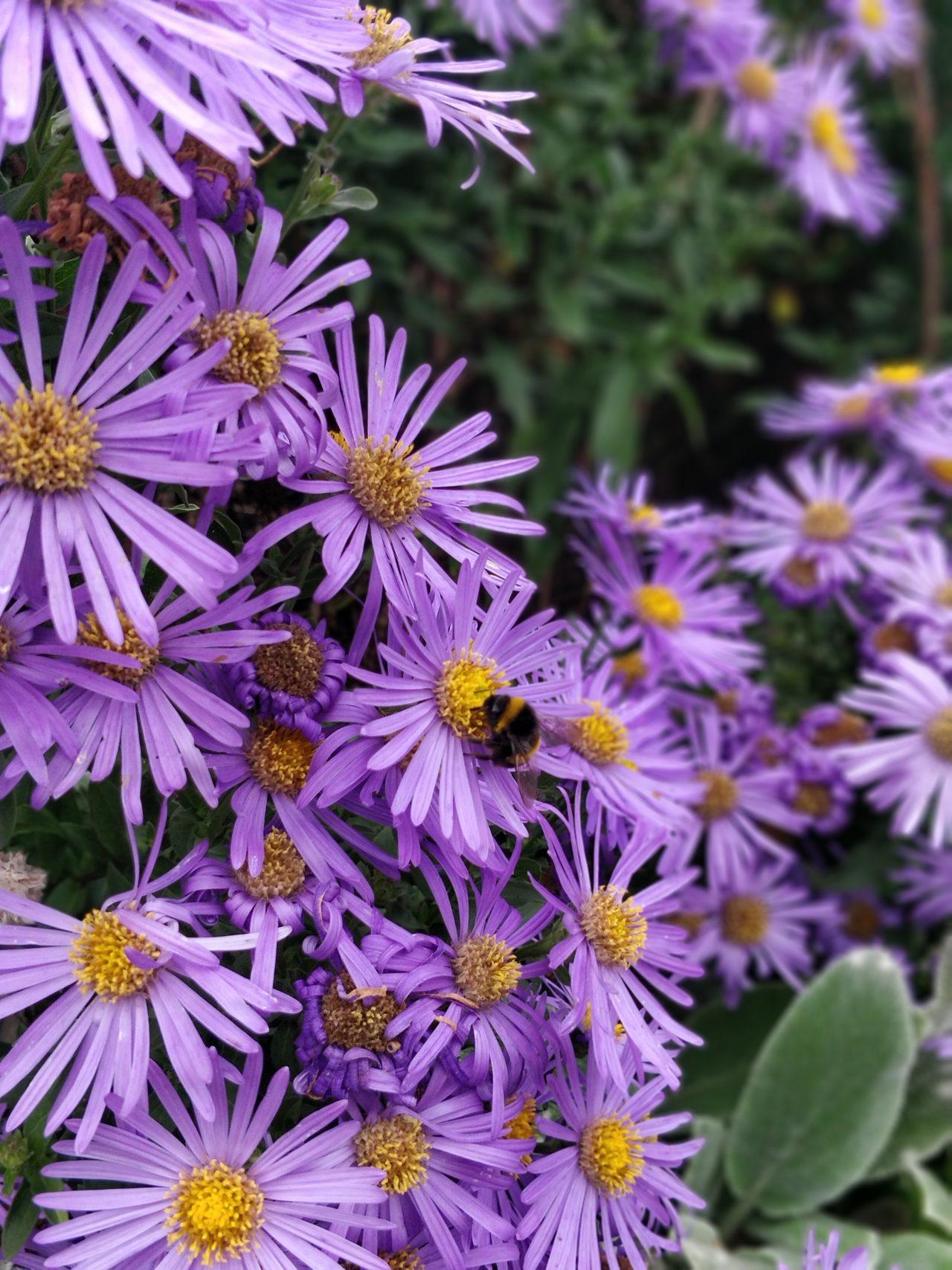 asters