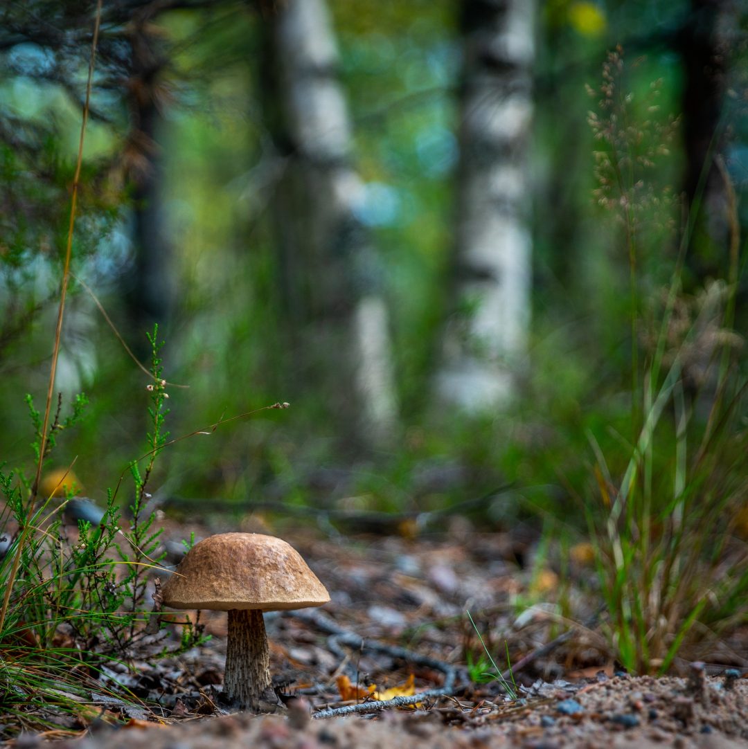 Discover plenty of different types of mushrooms at Hestercombe Gardens' fungal foray