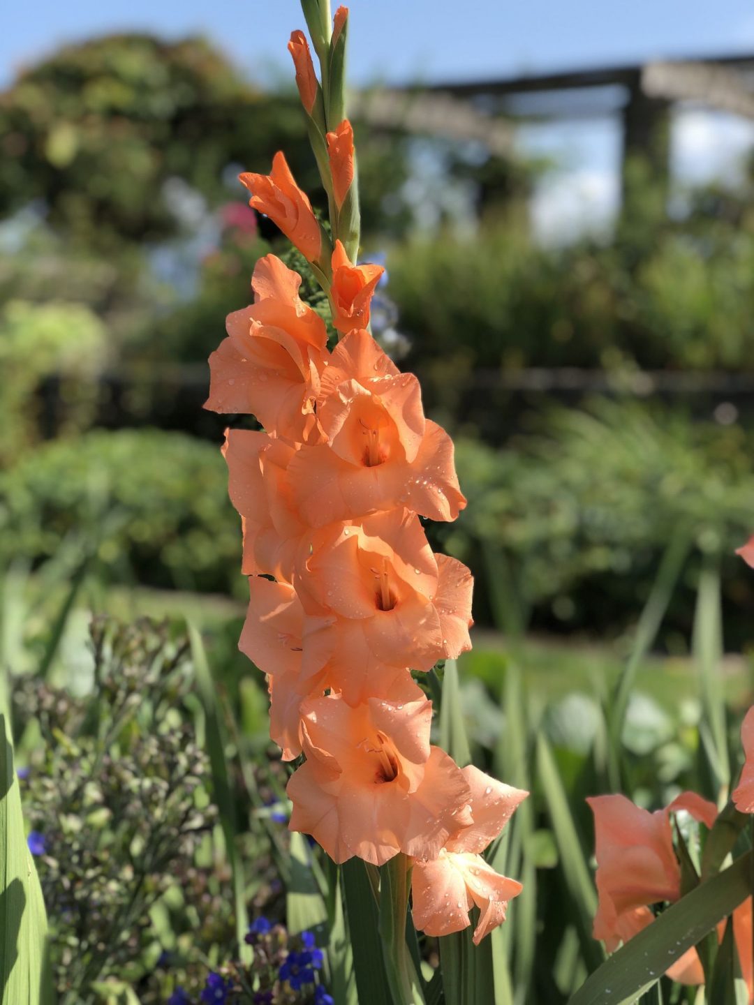 Gladiolus Ibadan Resized