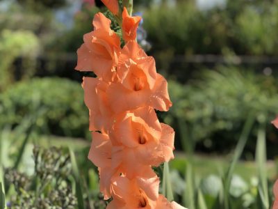 Gladiolus Ibadan Resized