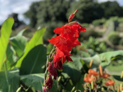 Gladiolus Traderhorn