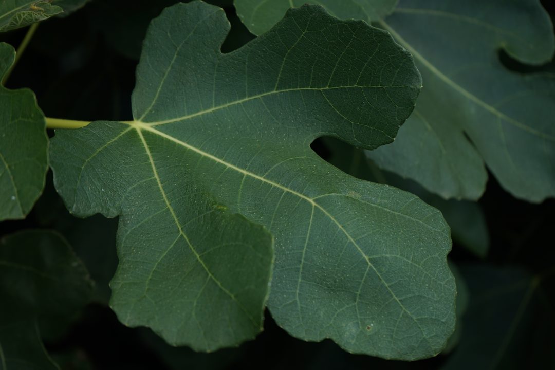 Fig Leaf