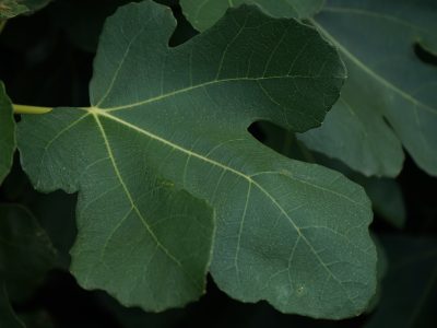 Fig Leaf