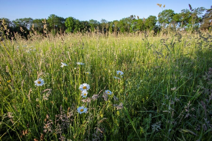 Hestercombe Wild Flowers