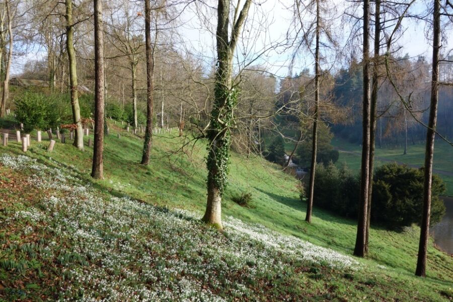 Rook Wood at Hestercombe